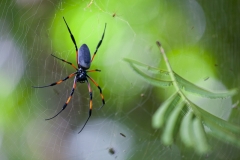 0005-Mauritius-17072011