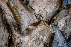 0006-Mauritius-17072011