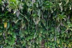 0007-Mauritius-17072011