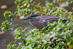 0008-Mauritius-17072011