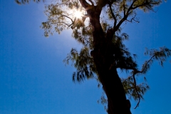 0013-Mauritius-22072011