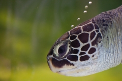 0016-Mauritius-26072011