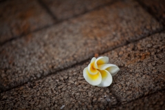 0018-Mauritius-27072011