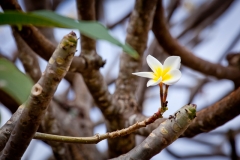 0020-Mauritius-27072011