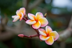 0021-Mauritius-27072011