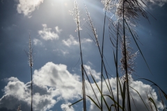 0025-Mauritius-31072011