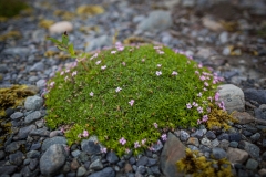 0070-05082016-Norwegen2016