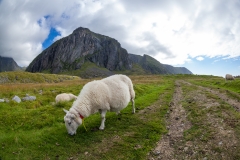 0200-13082016-Norwegen2016