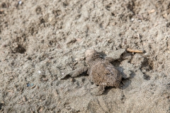 0008-PanamaPeru-22112013