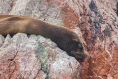 0005-aPanamaPeru-08112013