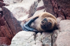 0007-aPanamaPeru-08112013