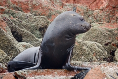 0008-aPanamaPeru-08112013