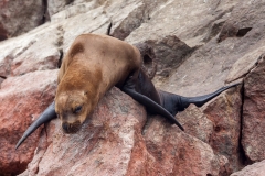 0009-aPanamaPeru-08112013