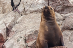 0010-aPanamaPeru-08112013