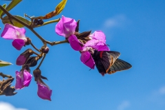 0037-aPanamaPeru-18112013