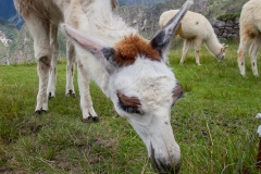 0039-aPanamaPeru-18112013