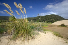 0005-Newzealand-12032010