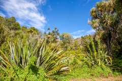 0015-Newzealand-15032010