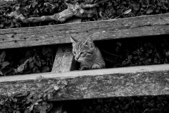 0024-Newzealand-19032010