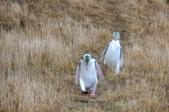 0051-Newzealand-24032010