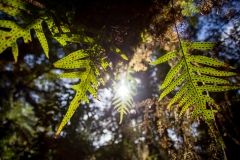 0072-Newzealand-01042010