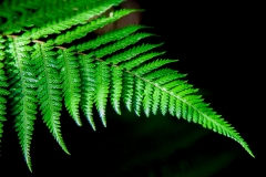 0075-Newzealand-02042010